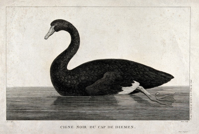 black swan (Cygnus atratus); DISPLAY FULL IMAGE.