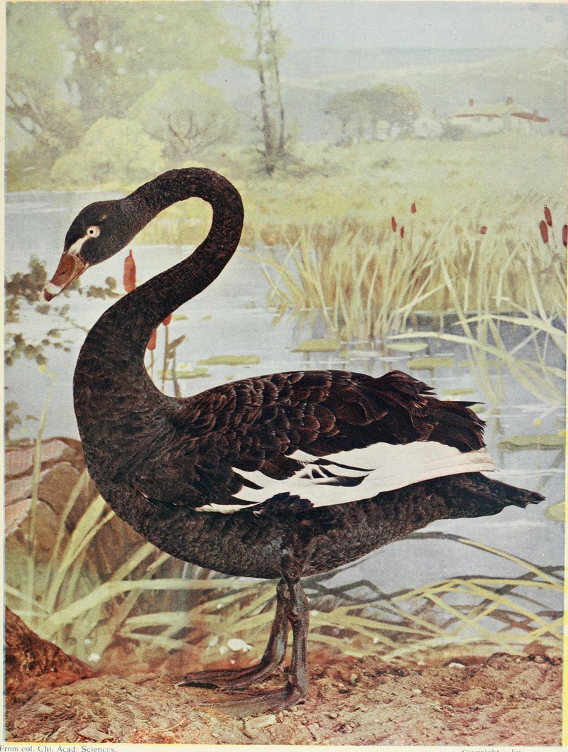 black swan (Cygnus atratus); DISPLAY FULL IMAGE.