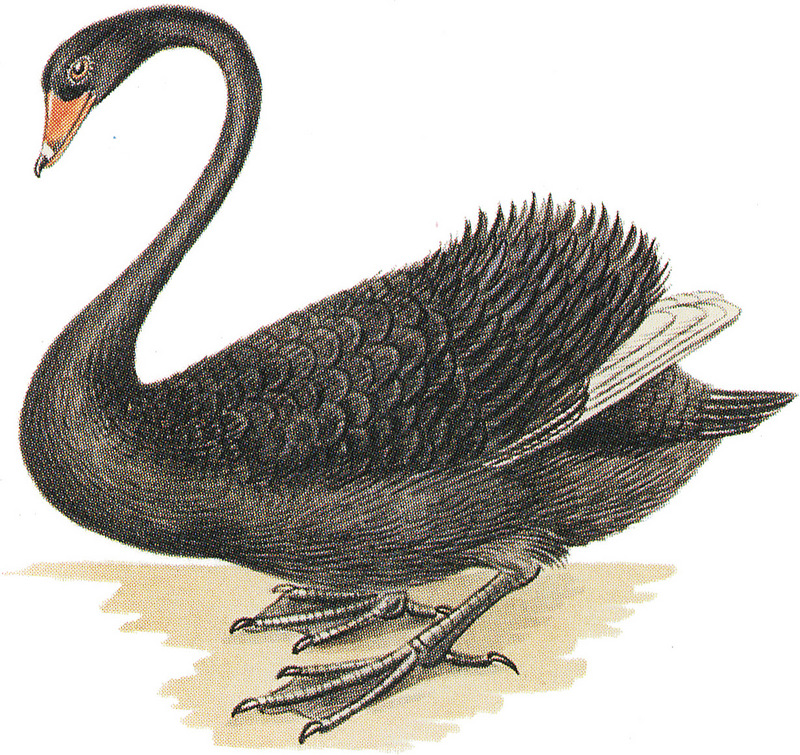 black swan (Cygnus atratus); DISPLAY FULL IMAGE.