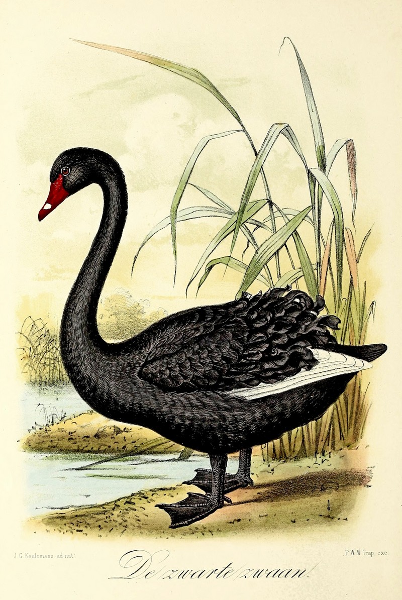 black swan (Cygnus atratus); DISPLAY FULL IMAGE.