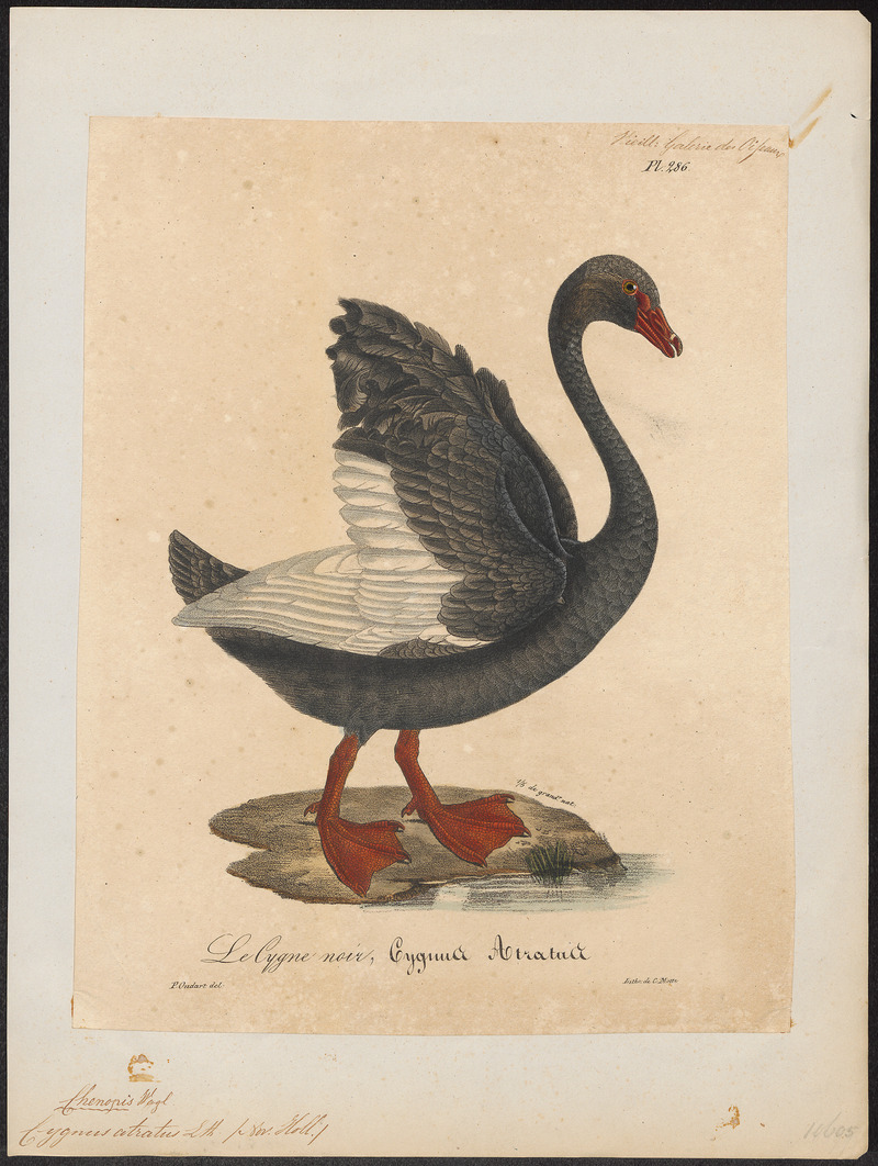 black swan (Cygnus atratus); DISPLAY FULL IMAGE.