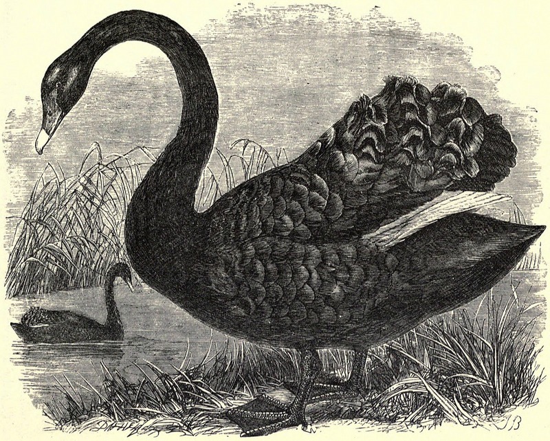 black swan (Cygnus atratus); DISPLAY FULL IMAGE.