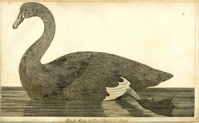 black swan (Cygnus atratus); DISPLAY FULL IMAGE.