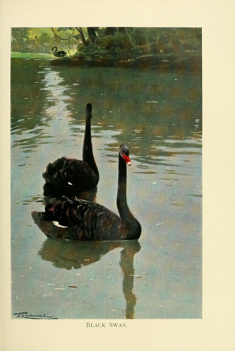 black swan (Cygnus atratus); DISPLAY FULL IMAGE.