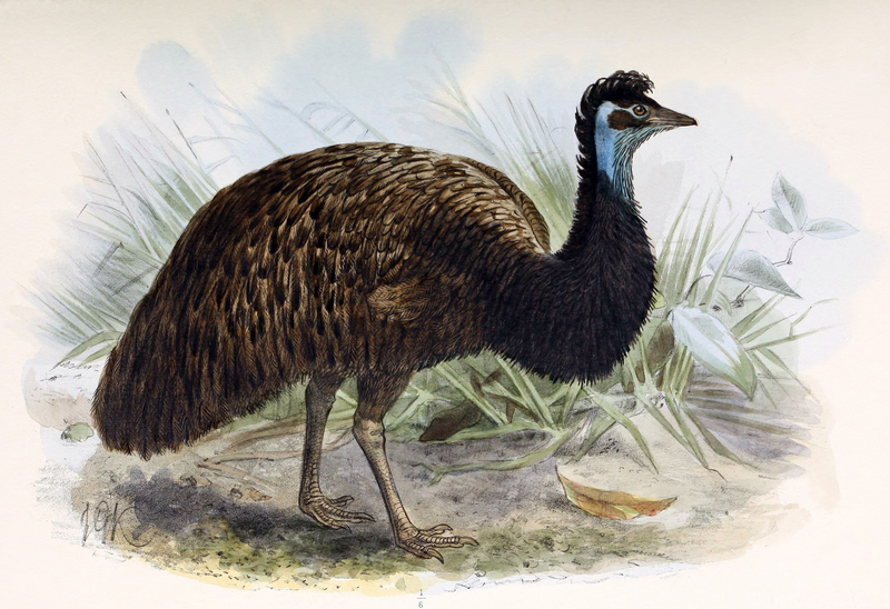 King Island emu (Dromaius novaehollandiae minor); DISPLAY FULL IMAGE.