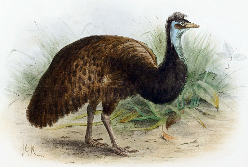 King Island emu (Dromaius novaehollandiae minor); DISPLAY FULL IMAGE.