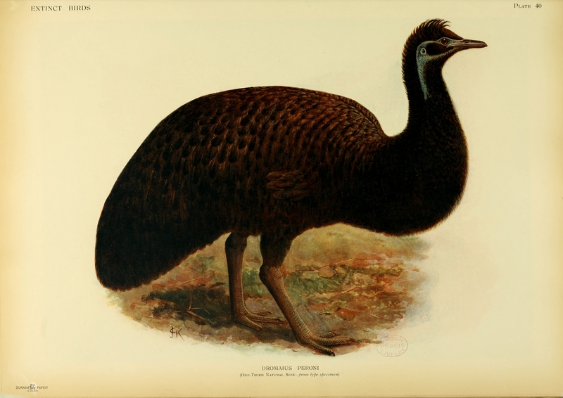 King Island emu (Dromaius novaehollandiae minor); DISPLAY FULL IMAGE.