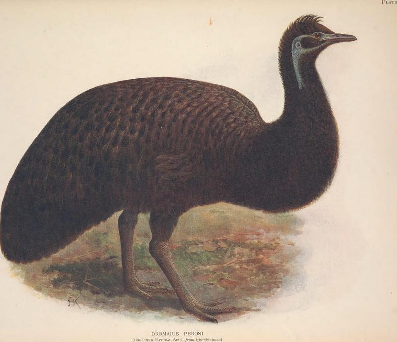King Island emu (Dromaius novaehollandiae minor); DISPLAY FULL IMAGE.
