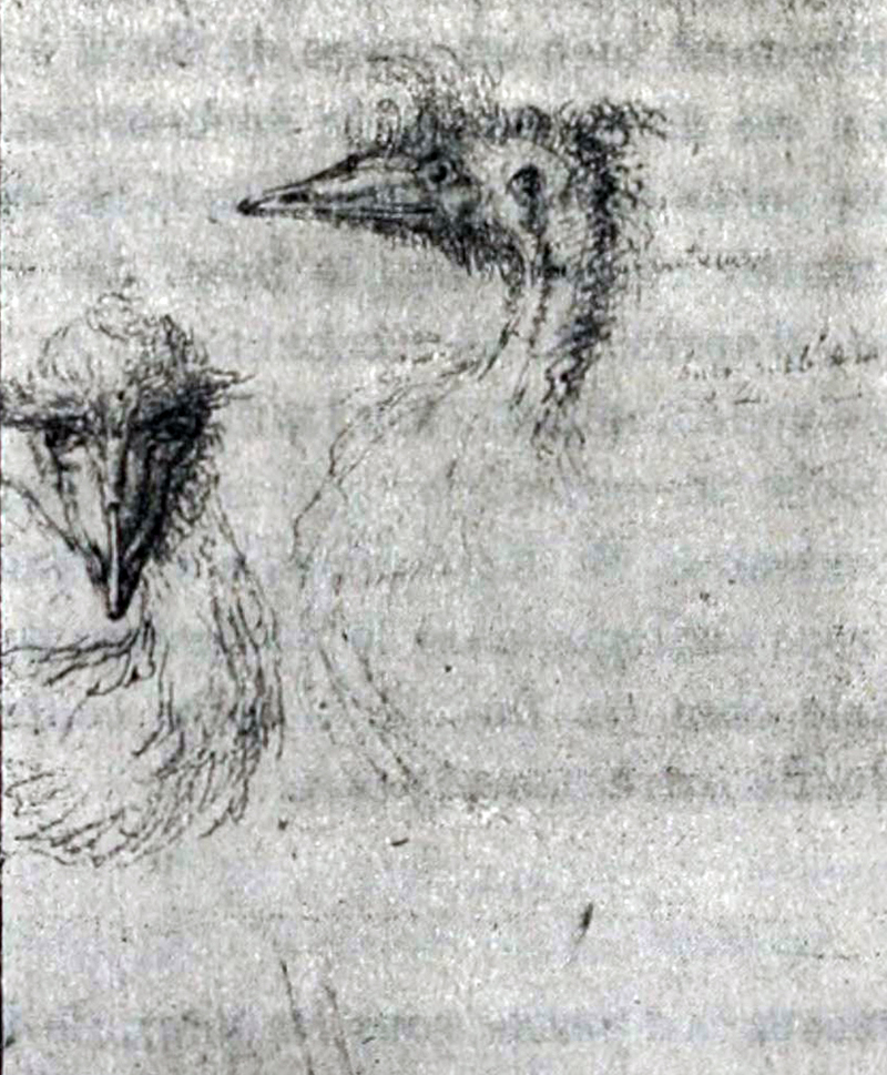 King Island emu (Dromaius novaehollandiae minor); DISPLAY FULL IMAGE.