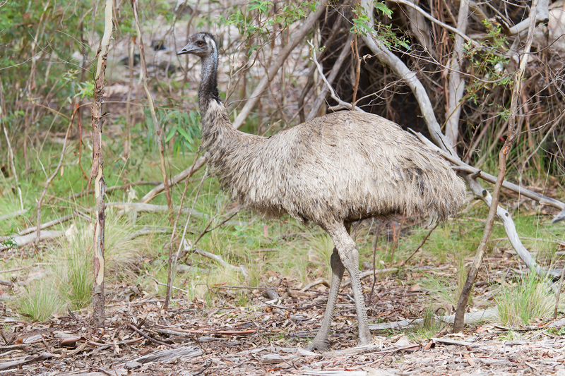 common emu (Dromaius novaehollandiae); DISPLAY FULL IMAGE.