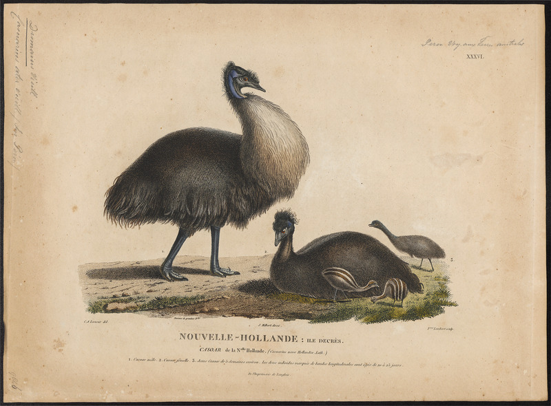 common emu (Dromaius novaehollandiae); DISPLAY FULL IMAGE.