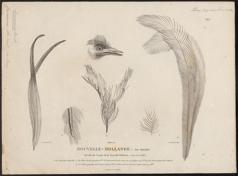 common emu (Dromaius novaehollandiae); DISPLAY FULL IMAGE.