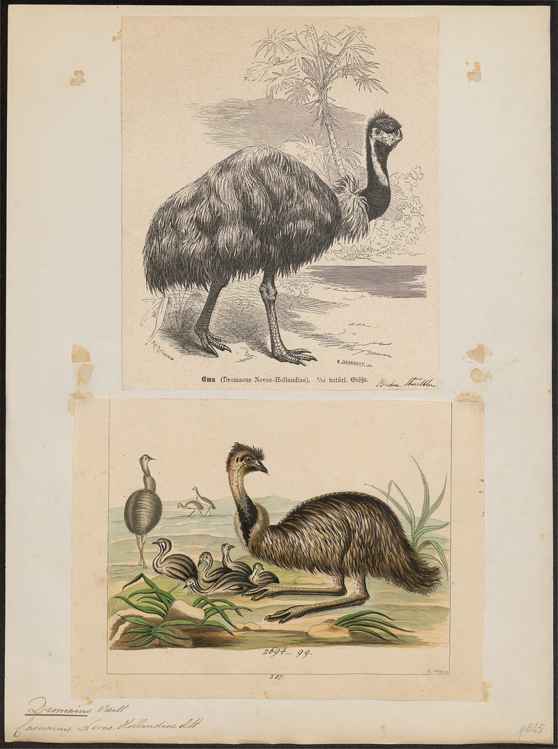 common emu (Dromaius novaehollandiae); DISPLAY FULL IMAGE.