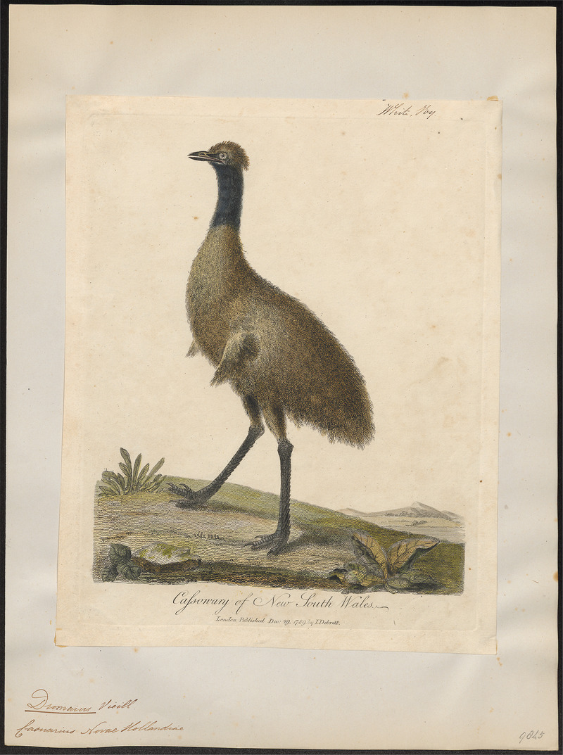 common emu (Dromaius novaehollandiae); DISPLAY FULL IMAGE.