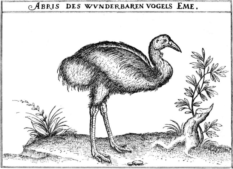 common emu (Dromaius novaehollandiae); DISPLAY FULL IMAGE.