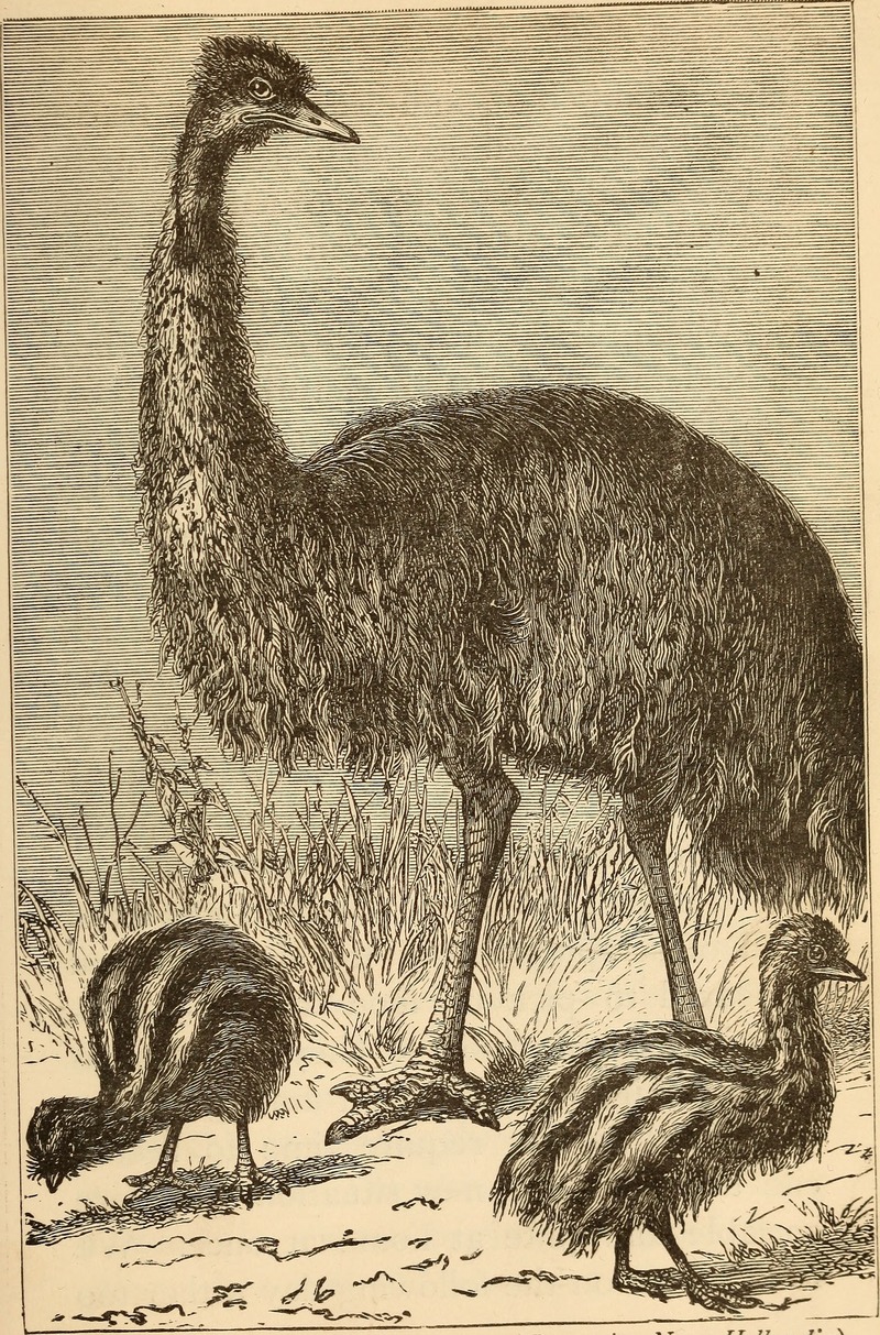 common emu (Dromaius novaehollandiae); DISPLAY FULL IMAGE.