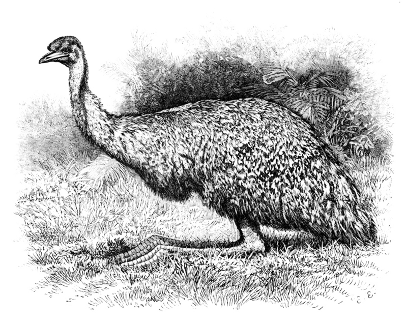common emu (Dromaius novaehollandiae); DISPLAY FULL IMAGE.