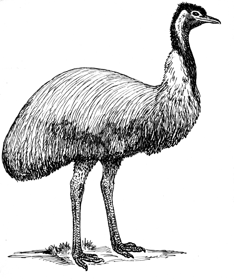 common emu (Dromaius novaehollandiae); DISPLAY FULL IMAGE.