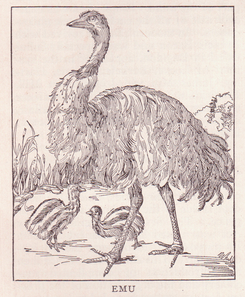common emu (Dromaius novaehollandiae); DISPLAY FULL IMAGE.