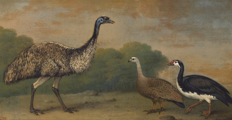 common emu (Dromaius novaehollandiae), Cape Barren goose (Cereopsis novaehollandiae), magpie goose (Anseranas semipalmata); DISPLAY FULL IMAGE.