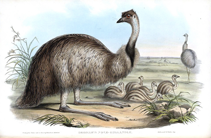 common emu (Dromaius novaehollandiae); DISPLAY FULL IMAGE.