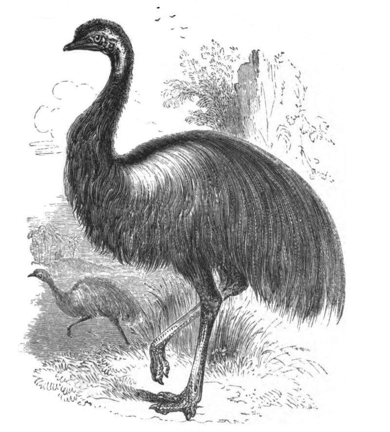 common emu (Dromaius novaehollandiae); DISPLAY FULL IMAGE.