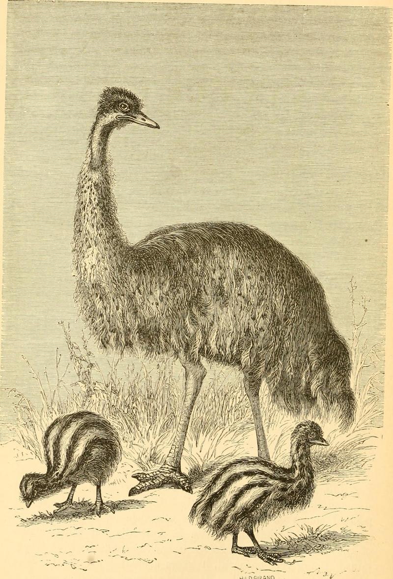 common emu (Dromaius novaehollandiae); DISPLAY FULL IMAGE.