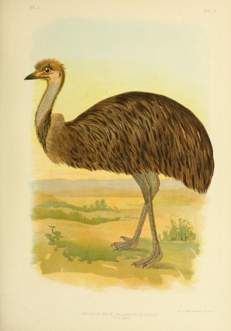 common emu (Dromaius novaehollandiae); DISPLAY FULL IMAGE.