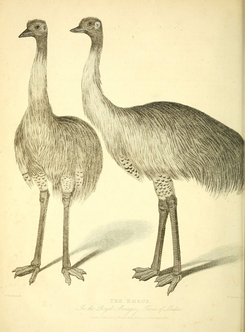 common emu (Dromaius novaehollandiae); DISPLAY FULL IMAGE.