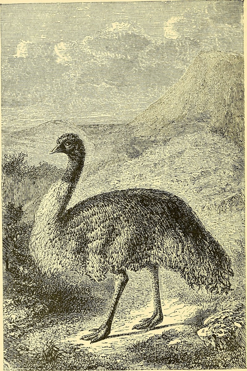 common emu (Dromaius novaehollandiae); DISPLAY FULL IMAGE.