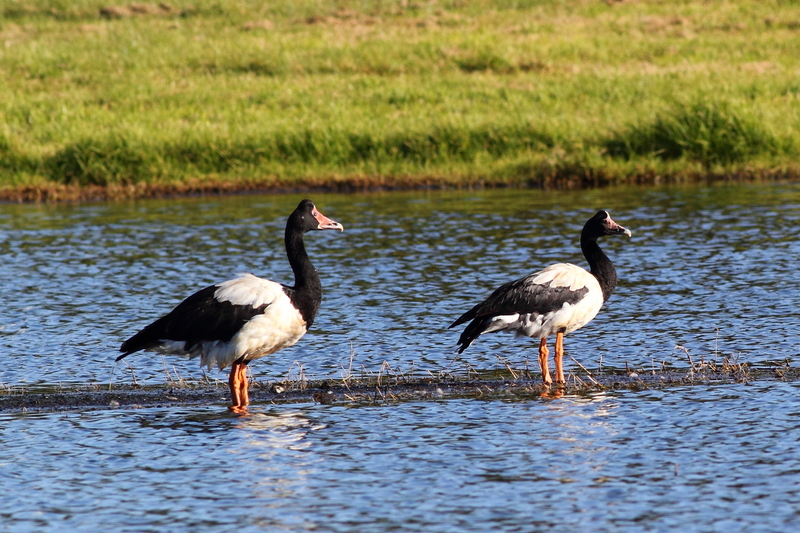 magpie goose (Anseranas semipalmata); DISPLAY FULL IMAGE.