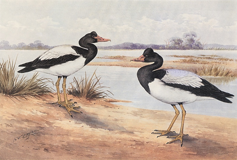 magpie goose (Anseranas semipalmata); DISPLAY FULL IMAGE.