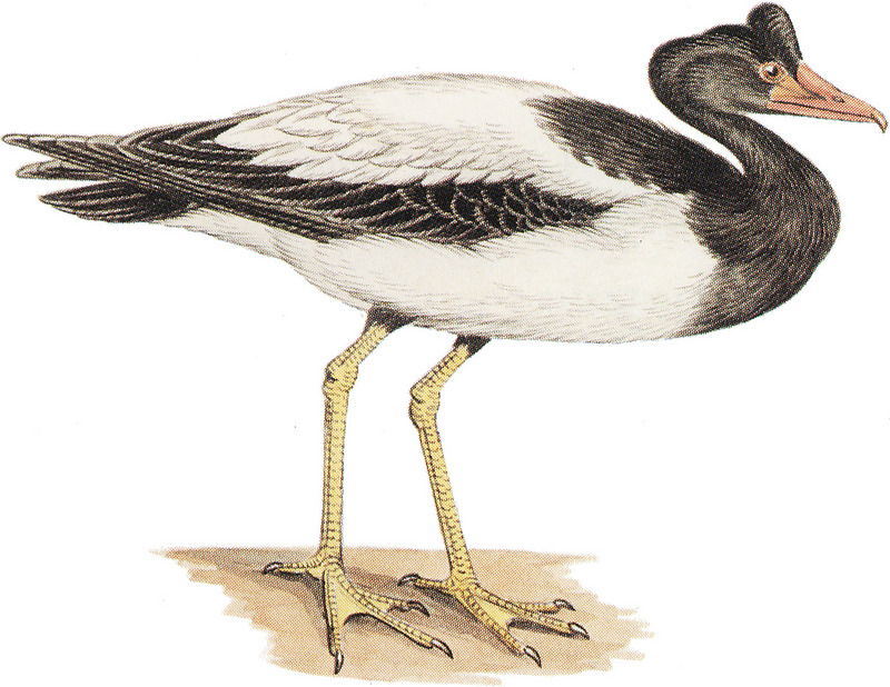 magpie goose (Anseranas semipalmata); DISPLAY FULL IMAGE.