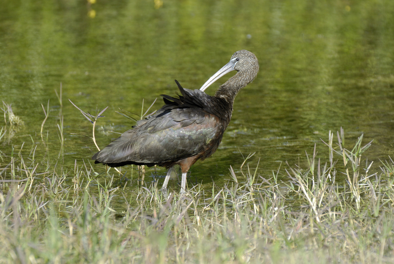 glossy ibis (Plegadis falcinellus); DISPLAY FULL IMAGE.