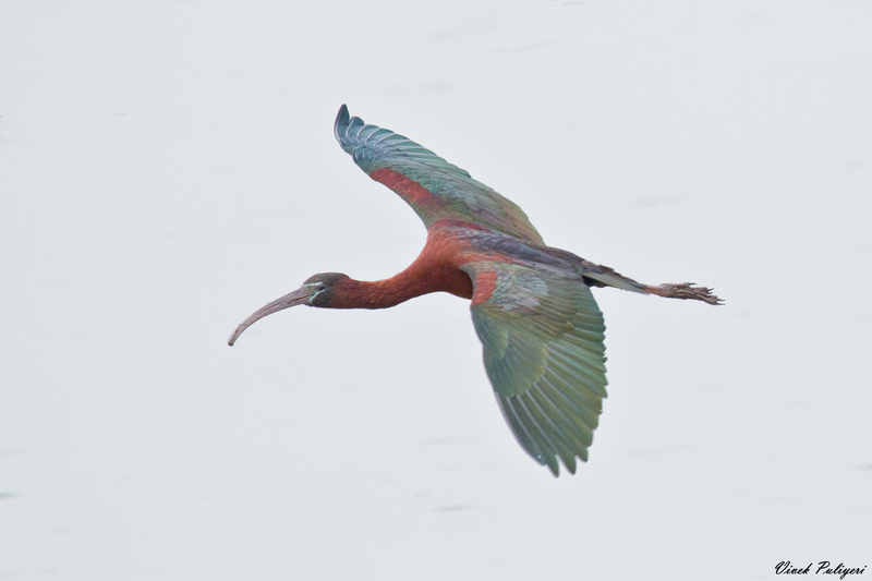 glossy ibis (Plegadis falcinellus); DISPLAY FULL IMAGE.