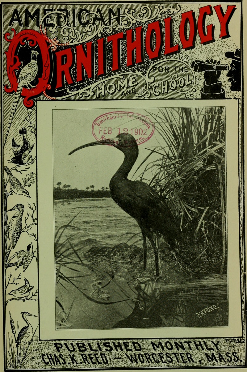 glossy ibis (Plegadis falcinellus); DISPLAY FULL IMAGE.