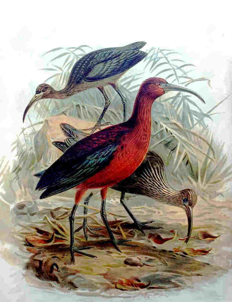 glossy ibis (Plegadis falcinellus); DISPLAY FULL IMAGE.
