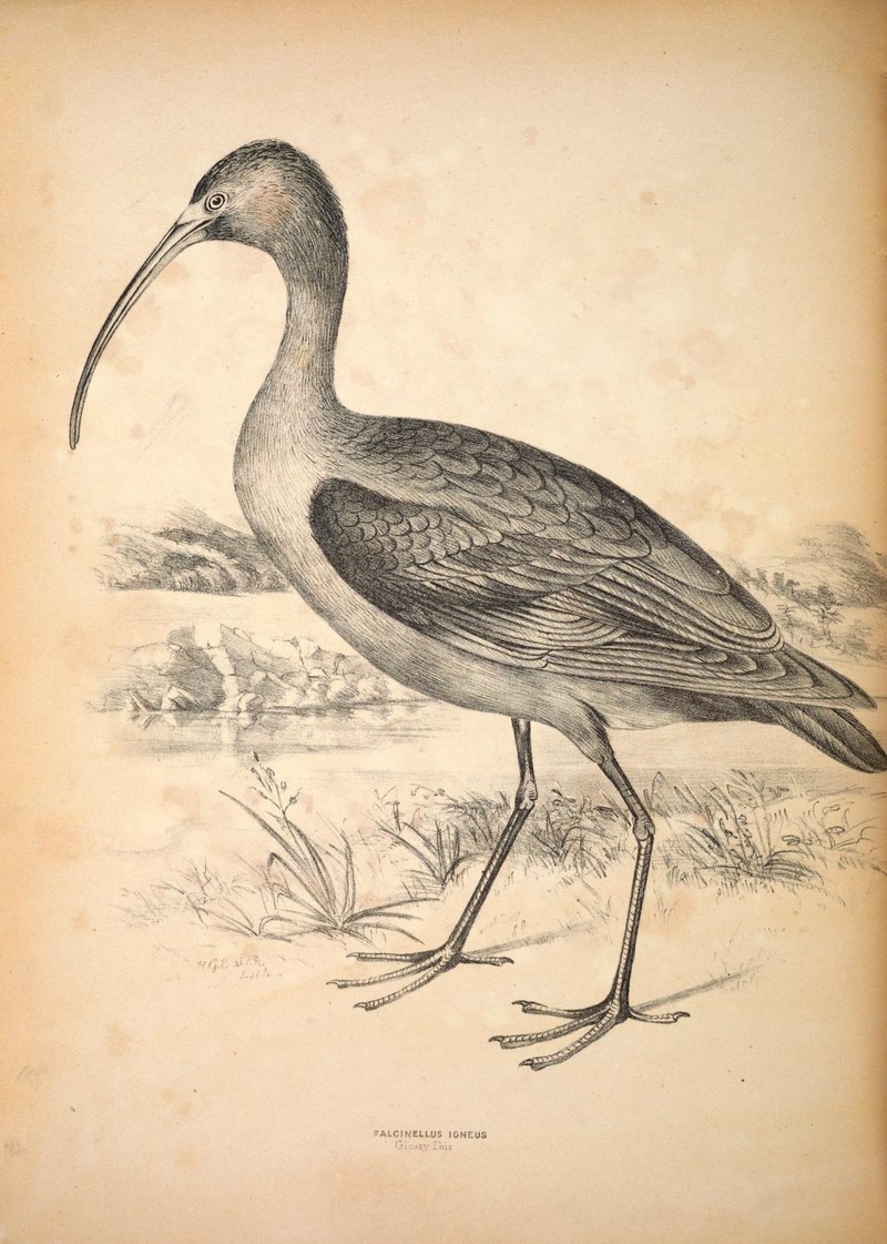 glossy ibis (Plegadis falcinellus); DISPLAY FULL IMAGE.