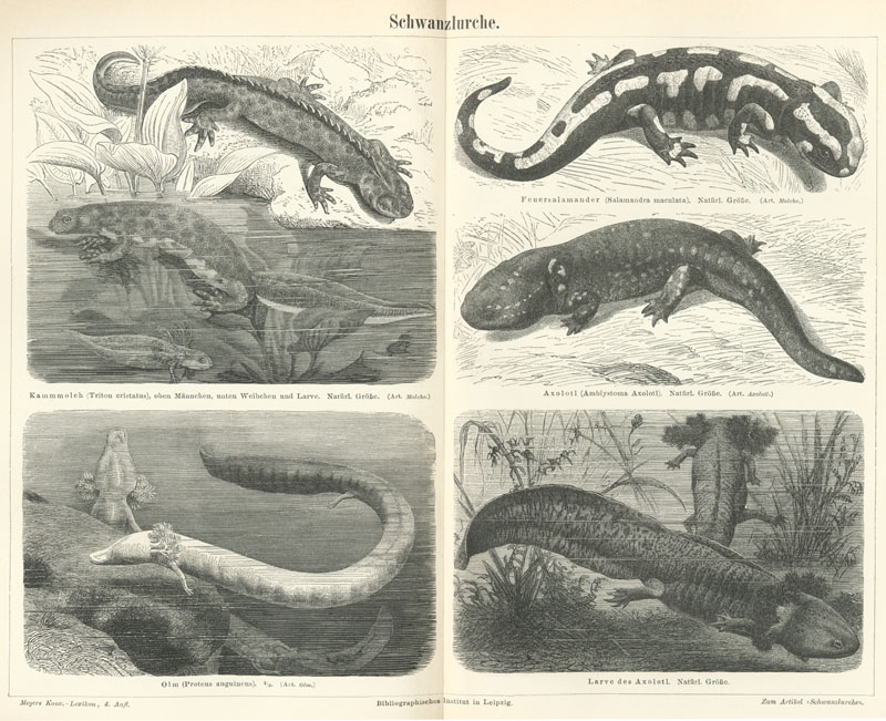 northern crested newt (Triturus cristatus), fire salamander (Salamandra salamandra), axolotl or Mexican salamander (Ambystoma mexicanum), olm (Proteus anguinus); DISPLAY FULL IMAGE.