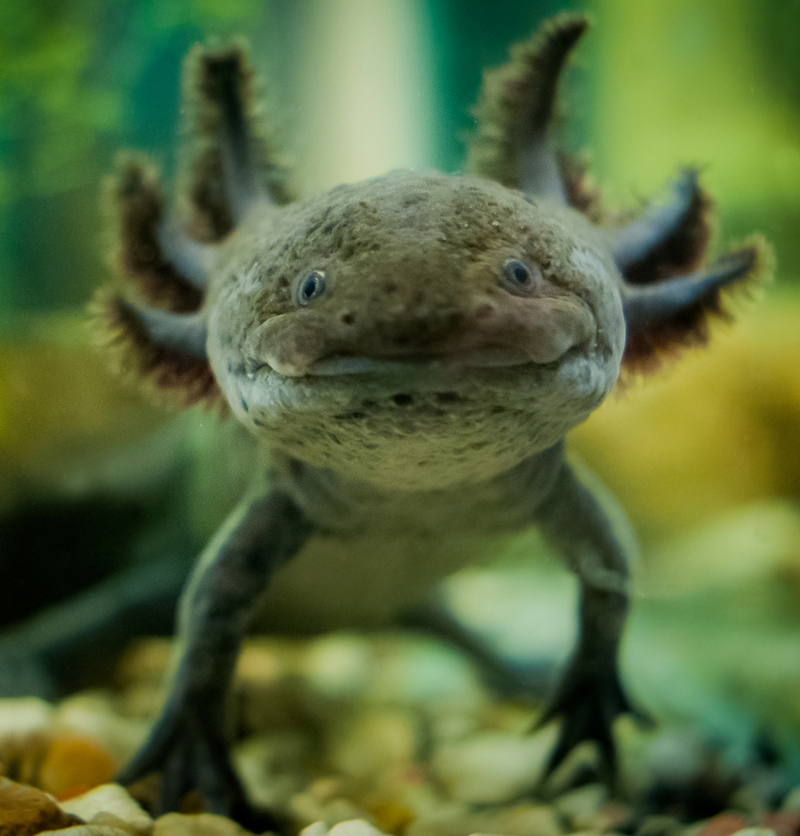 axolotl, Mexican salamander (Ambystoma mexicanum); DISPLAY FULL IMAGE.