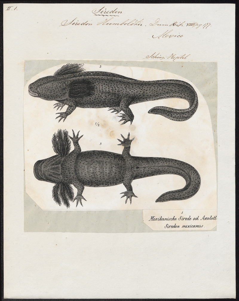 axolotl, Mexican salamander (Ambystoma mexicanum); DISPLAY FULL IMAGE.