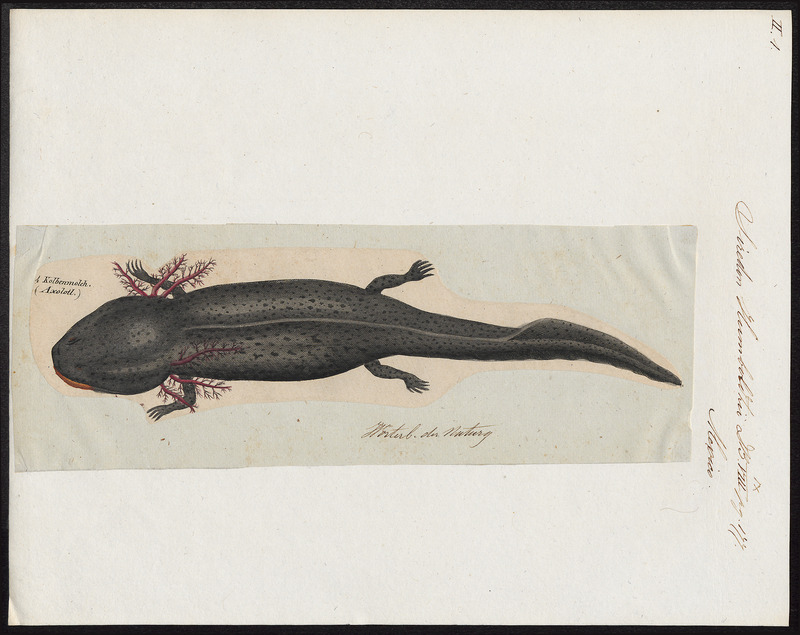 axolotl, Mexican salamander (Ambystoma mexicanum); DISPLAY FULL IMAGE.