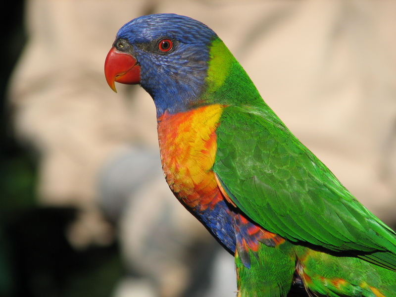 coconut lorikeet (Trichoglossus haematodus); DISPLAY FULL IMAGE.