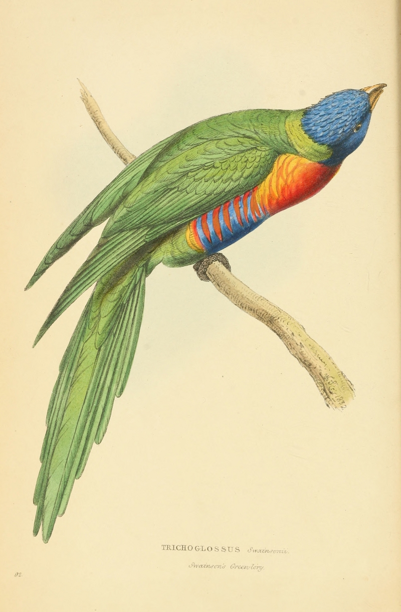 coconut lorikeet (Trichoglossus haematodus); DISPLAY FULL IMAGE.