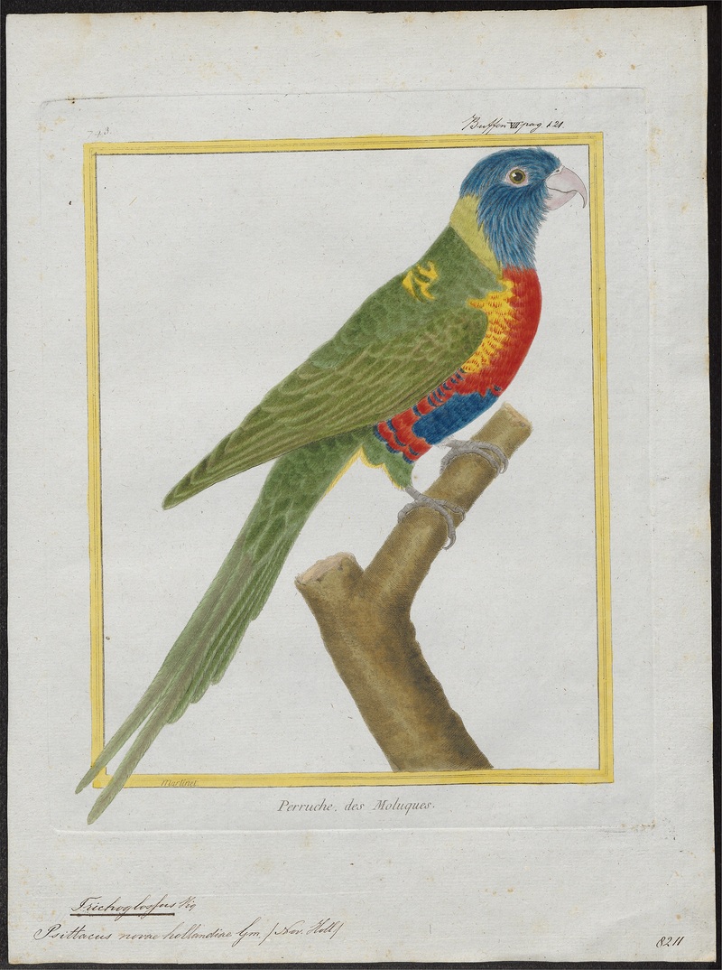 coconut lorikeet (Trichoglossus haematodus); DISPLAY FULL IMAGE.