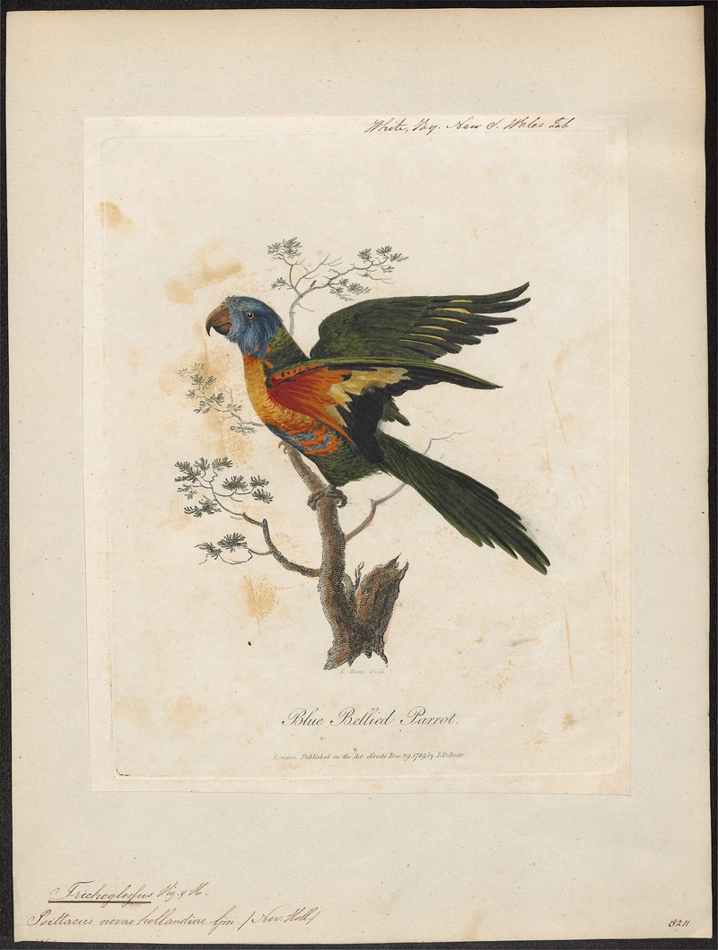 coconut lorikeet (Trichoglossus haematodus); DISPLAY FULL IMAGE.