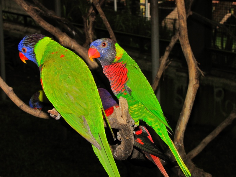 rainbow lorikeet (Trichoglossus moluccanus); DISPLAY FULL IMAGE.