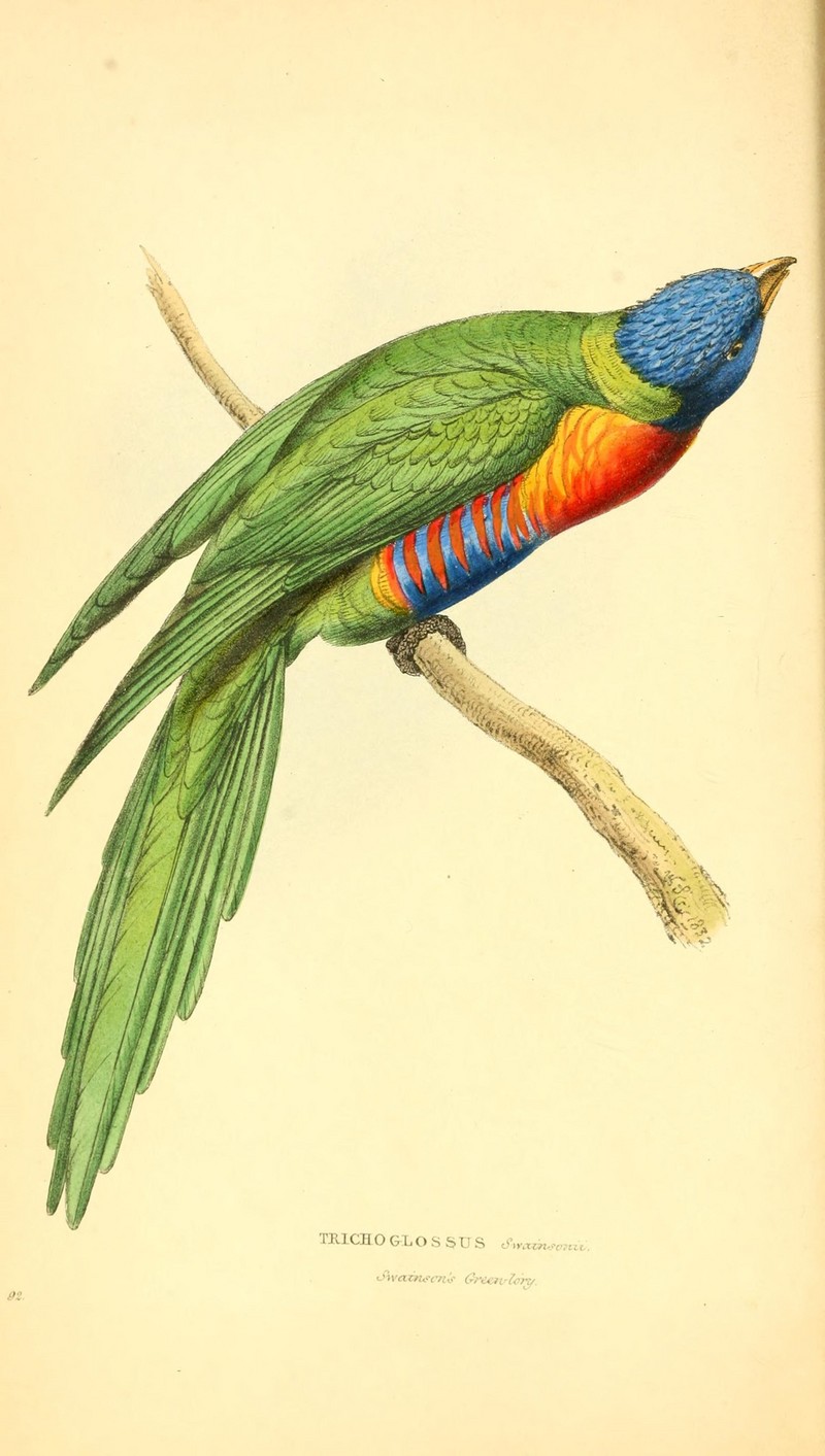 rainbow lorikeet (Trichoglossus moluccanus); DISPLAY FULL IMAGE.