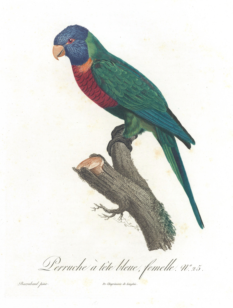 rainbow lorikeet (Trichoglossus moluccanus); DISPLAY FULL IMAGE.