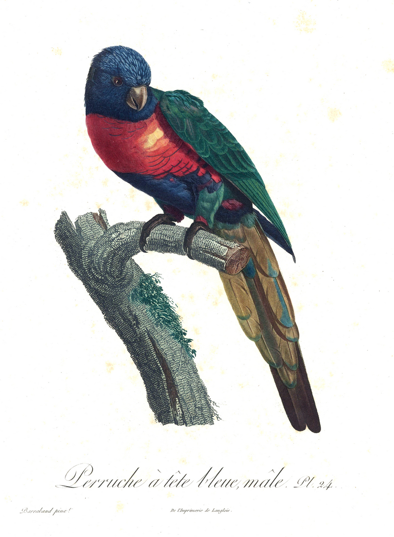rainbow lorikeet (Trichoglossus moluccanus); DISPLAY FULL IMAGE.